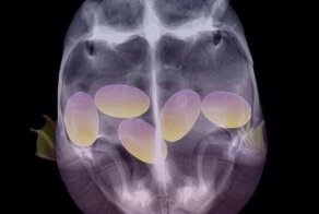 20+ любопытных рентгеновских снимков, которые покажут скрытые от глаз вещи