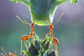 Фотограф делает удивительные макро-снимки с муравьями