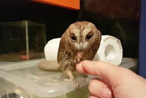 12 животных, у которых настолько большие глаза, что вы утонете в них с первого взгляда