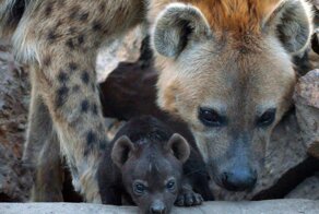 Эй, не стойте слишком близко, я гиена, а не киска!