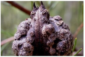 20 просто космических коробочек, шишек и стручков