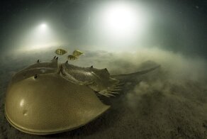 Удивительная жизнь мечехвостов