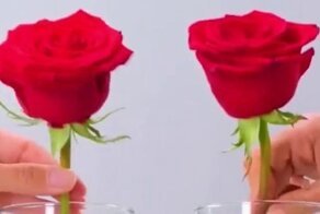 Как продлить жизнь свежесрезанных цветов