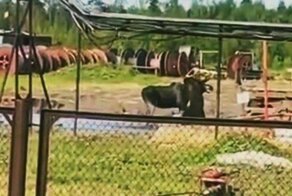 Эпичная схватка медведя и лося в Якутии