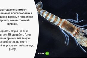 В копилку эрудита: факты о членистоногих