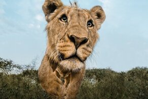Фотограф установил скрытую камеру в Африке - и делает портреты животных