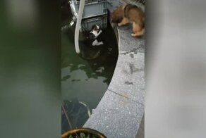 Смелый щенок спас кота, который упал в воду