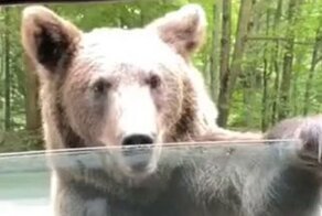 Дикий медведь подумал, что эта машина — его такси