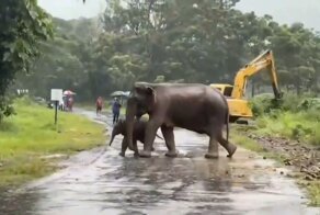 Драматическое видео: слониху и её детёныша спасли из канализации в Таиланде