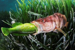 19 фото с конкурса подводных снимков