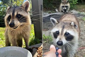 Енотиха привела малышей, чтобы показать женщине, заботящейся о ней