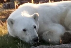 В Красноярском крае белый медведь попал в беду и пришёл за помощью к людям