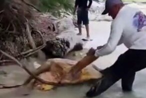 Черепаха застряла на пути к морю, и этот мужчина помог ей