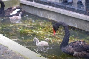 В Московском зоопарке вылупились три птенца черного лебедя