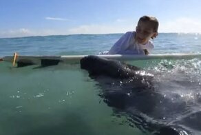 Игривый ламантин попытался украсть доску для серфинга у мальчика на пляже Флориды