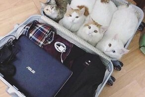 16 компактных животных, которые  помещаются где угодно