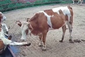 Корова попала в ловушку: разборки за поилку