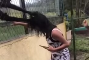 Агрессивные обезьяны чуть не оставили девушку без волос