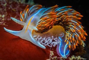 Кто проживает на дне океана? 35 фото из морских глубин