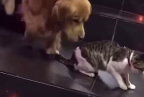 Золотистый ретривер вмешался, чтобы помешать своему другу-коту ввязаться в драку