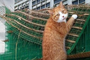 Улицы Гонконга, фотошоп, котики и никакого мошенничества