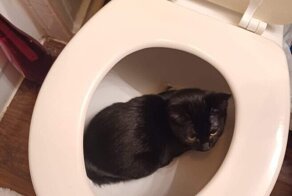 20 изображений, которые доказывают, что жизнь с кошкой - это сплошная комедия