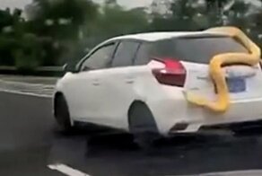 В Китае гигантский бирманский питон прямо на ходу выполз из окна автомобиля