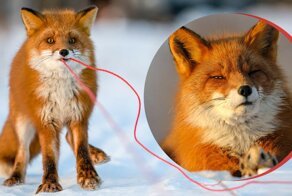 Как дикие лисы полюбили русского фотографа и сделали его знаменитым