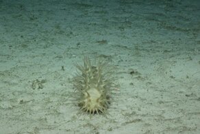 Ученые Музея естественной истории нашли 39 новых видов на дне океана