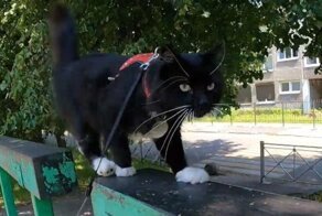 Пенсионер из Калининграда обучил своего кота цирковым трюкам