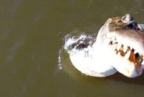 Аллигатор выпрыгнул из воды и поймал квадрокоптер