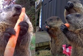 Воришка, пойманный на камеру, стал звездой: история сурка Пухляка