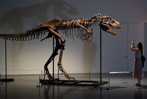 Скелет редкого динозавра ушёл с молотка за 6 миллионов долларов