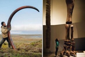 16 удивительных фото: вымершие животные — это настоящий хардкор