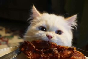 16 пушистых наглецов, которые пошли на воровство ради вкусняшек, но были пойманы