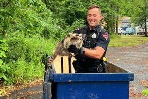 Полицейскому пришлось лезть в мусорный контейнер, чтобы спасти енота