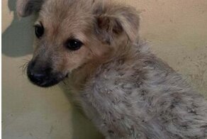 Спасибо, люди: 20+ фото спасённых собак, которые согревают душу