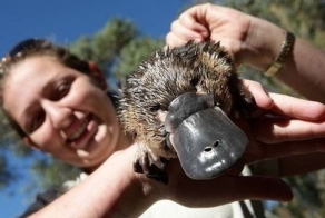 Детеныши утконоса (15 фото)