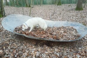 19 случаев, когда прогулка по лесу заканчивалась интересной находкой