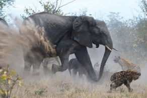 Гиены против злой слонихи (7 фото)