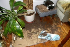 Не оставляйте своих питомцев одних (24 фото)