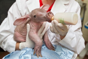 Угадай кто (7 фото)