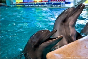 Дельфины-фотомодели (17 фото + 1 видео)