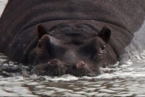 Офигевший крокодил (2 фото)