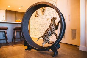 17 крутых и необычных вещиц для питомцев