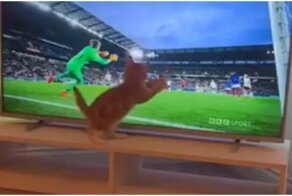 Котёнок пытается поймать футбольный мяч на экране