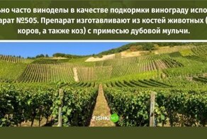 От костей до метилового спирта: факты о вине и винограде