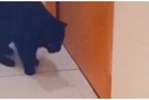 Проворная мышь "сломала" кота