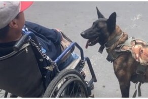 Настоящий четвероногий друг