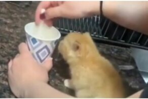 Котёнок-скалолаз спешит к вкусняшкам